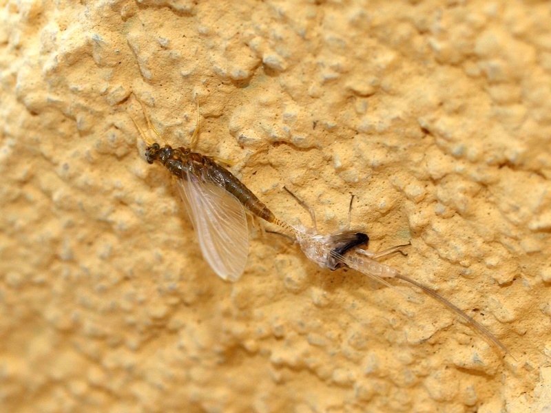 Serratella ignita